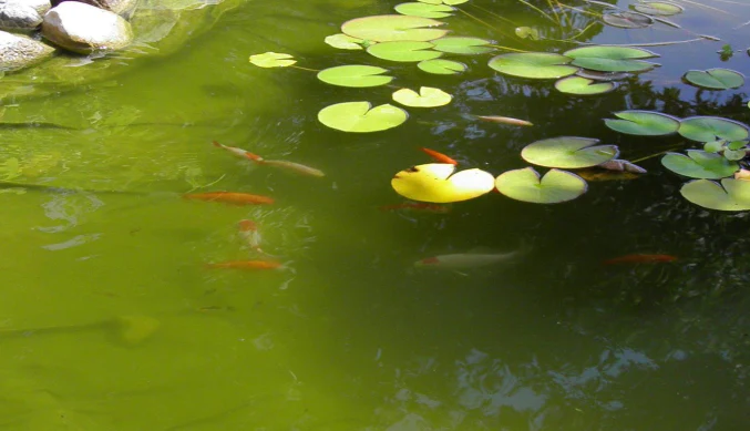 cara menjernihkan air kolam ikan berwarna hijau